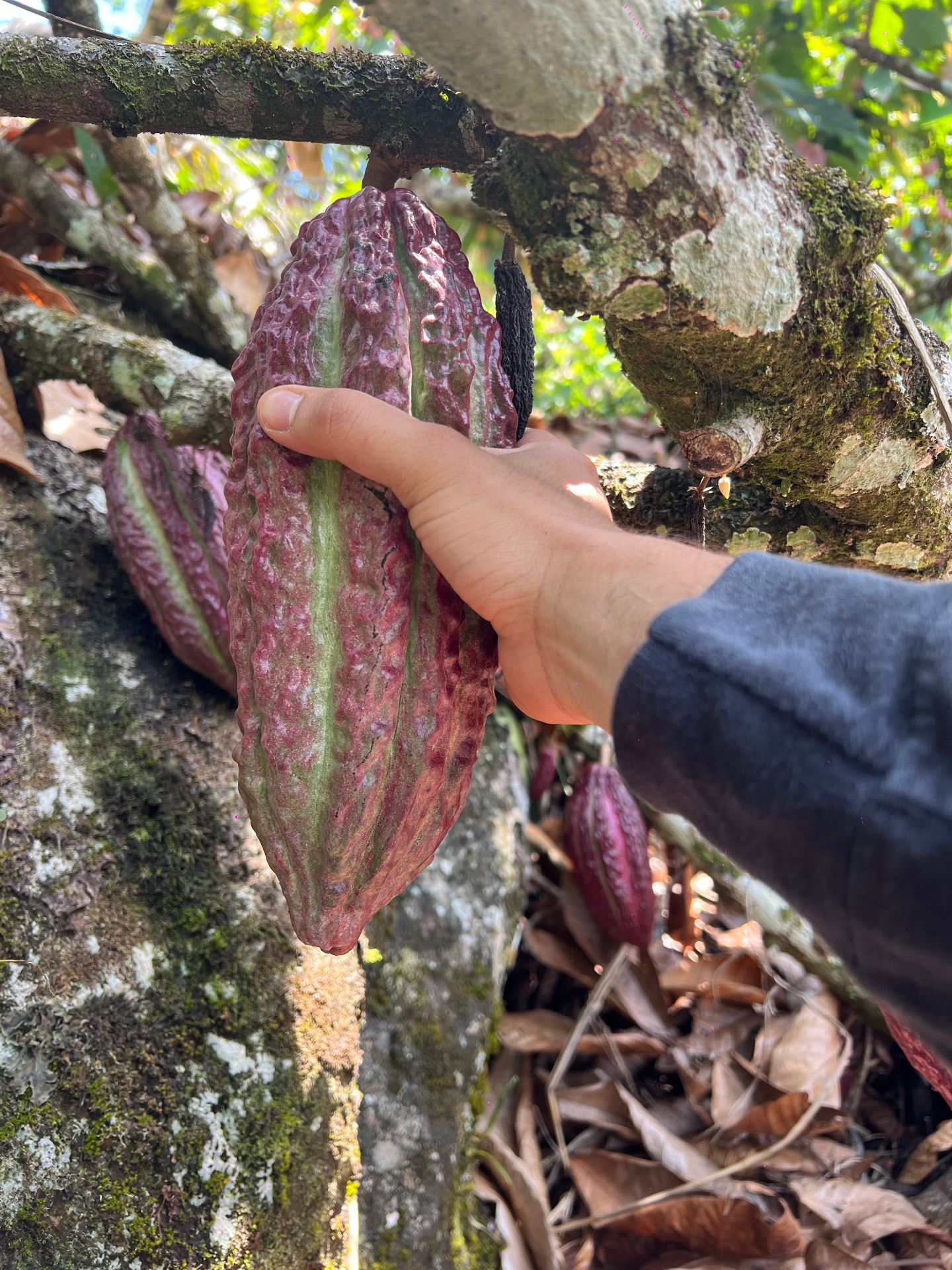 Origen San Luis, Antioquia